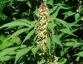 marijuana ، Indian hemp ، وید، کنف